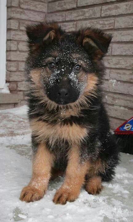 30 Idees De Berger Allemand Bebe Berger Allemand Chiens Bergers Allemands Bergers Allemands 30 Idees De Berger Allemand Bebe Berger Allemand Chiens Bergers Allemands Bergers Allemands