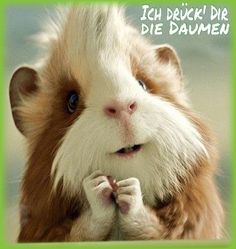 picture Glücksbringer Whatsapp Bilder Daumen Drücken pinterest