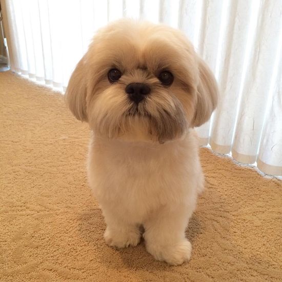 Puppy haircuts discount
