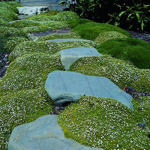 10 Glorious Ground Covers Ideas Cover Plants Rock Garden 10 Glorious Ground Covers Ideas, Soft Ground Cover Plants