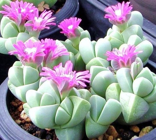 100 Bulk Seeds ICE PLANT GOLD NUGGET Delosperma Congestum 100 Bulk Seeds ICE PLANT GOLD NUGGET Delosperma Congestum