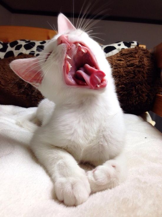 ブス可愛い のアイデア 44 件 21 ブス可愛い 猫 セツ 猫 ブス可愛い のアイデア 44 件 21 ブス可愛い 猫 セツ 猫