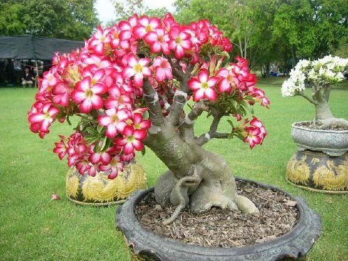 BG_ 200Pcs Adenium Desert Rose Flower Seeds Perennials Garden Balcony Plant Deco BG_ 200Pcs Adenium Desert Rose Flower Seeds Perennials Garden Balcony Plant Deco