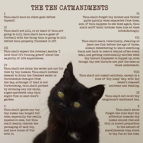 WHY MY CAT IS SAD on Twitter