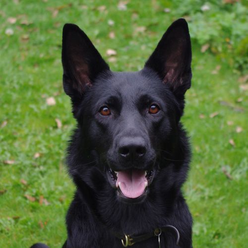 Black German Shepherd Black German Shepherd Dog Shepherd