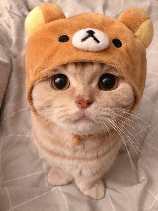 cat with confusing auras. on Twitter: "https://t.co/fjvTkDnjS3" / Twitter