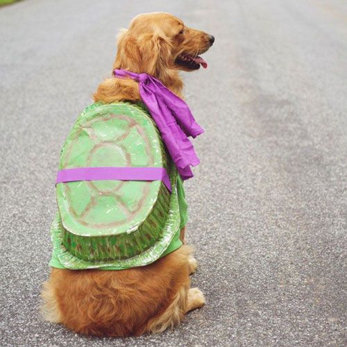Epic Dog Halloween Costumes Ideas Dog Halloween Costumes Dog
