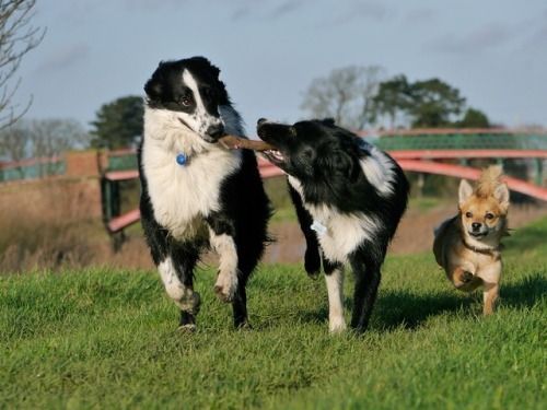 Bordercollie Colliepoint Dogs Socializing Dogs Dog Names