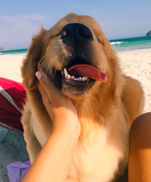 Photogenic Puppies Cute Animals Animals
