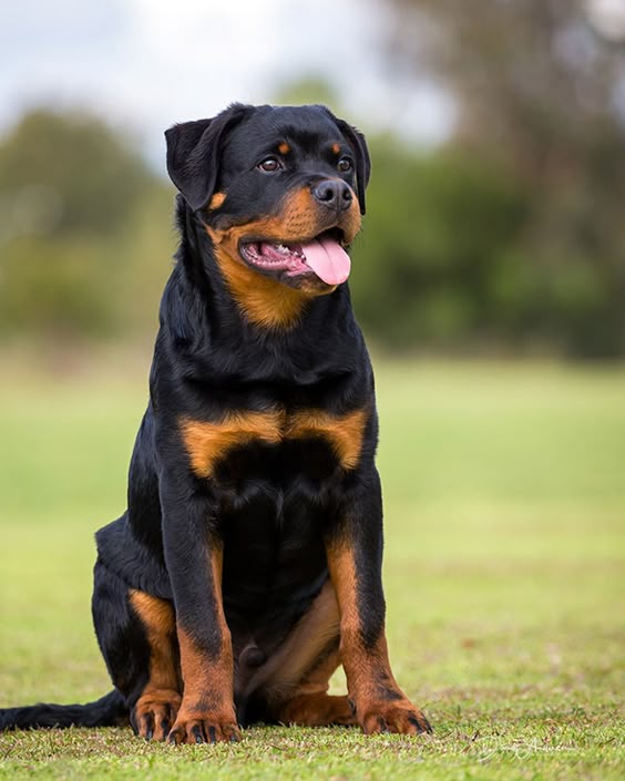 Love the Rottweiler?