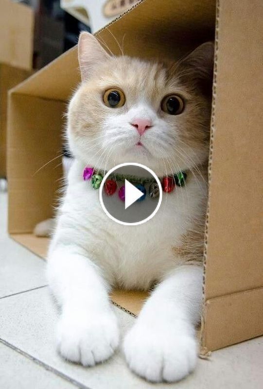 I Love Pets En Animaux Adorables Bebe Animaux Mignon Petit Chat Trop Mignon I Love Pets En Animaux Adorables Bebe Animaux Mignon Petit Chat Trop Mignon