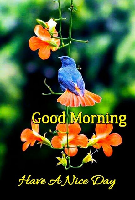 55+ Good Morning Images For Whatsapp || Good Morning Images For Whatsapp || Best Good Morning Images