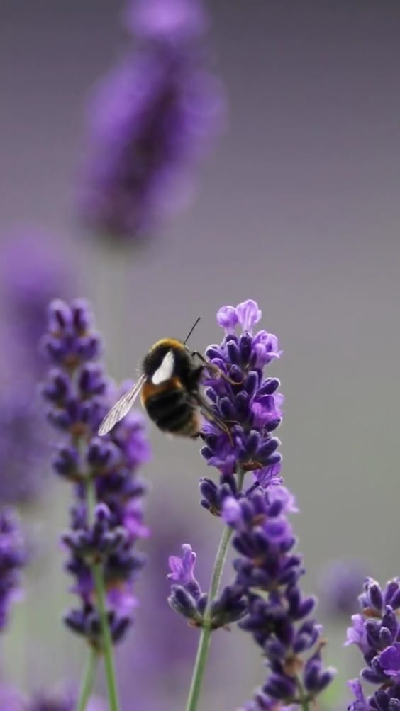 Washington DC Gardens: Lavender & More! | Washington DC Photography & Travel Guide