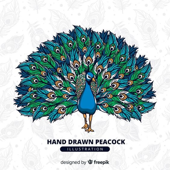 Premium Vector | Beautiful peacock in hand drawn style