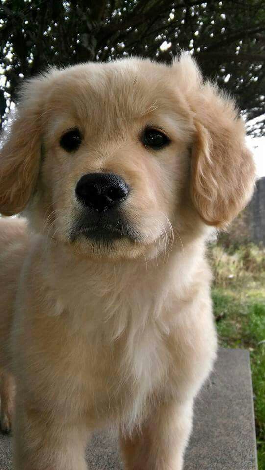 English Cream Retrievers English Cream Golden Retriever Puppies