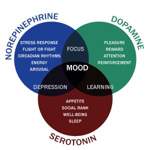 norepinephrine dopamine serotonin venn nursing study neurotransmitters venn diagram