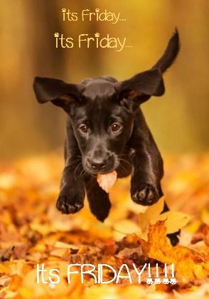 Happy Friday! ❤️ I think I will always have a soft spot for black lab puppies... They just are the cutest!!!
