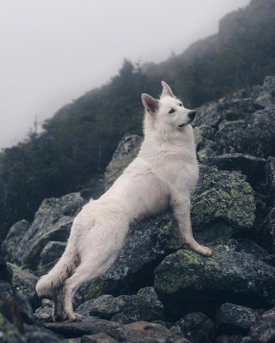Pin Von Chumani On Tree Auf Shepherds Wolfdogs Mit Bildern Terrier Hund Weisser Schaferhund Hunde