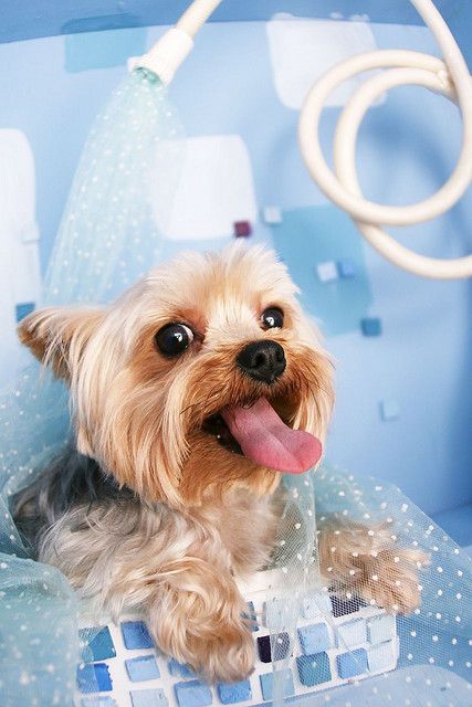 Y dicen que a los humanos nos gusta bañarnos mas qe a los perritos