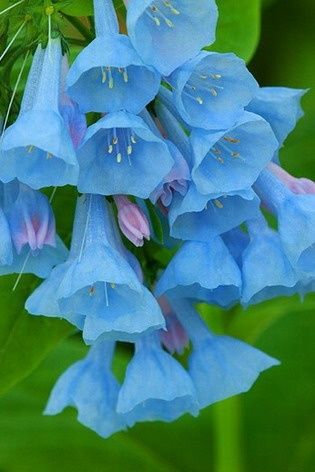 ~~ Bluebells ~~