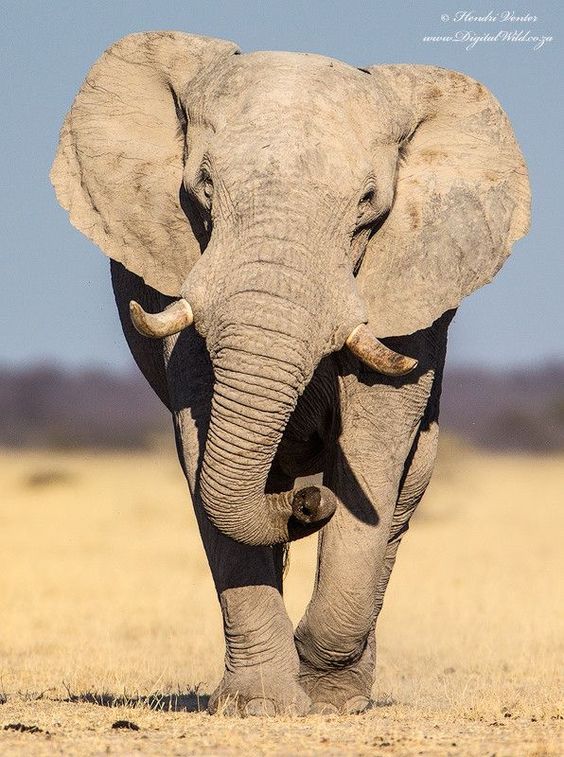 If you Love Elephants, You Must Click the Photo🔥 Exclusive Elephant Related Products on Sale for a Limited Time Only! Tag an Elephant Lover! #wildlife #wildlifephotography #wildlifeonearth #elephant #elephants #elephantlove #elephantlover #elephantlovers #elephant🐘 #elephantsworld #saveelephants #savetheelephants #loveelephants #elephantsareawesome #elephantsarethebest