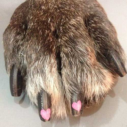 mascotas con las uñas pintadas mascotas con las uñas pintadas