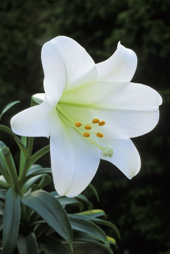 Warning: Easter Lilies Could Be Deadly to Your Cat