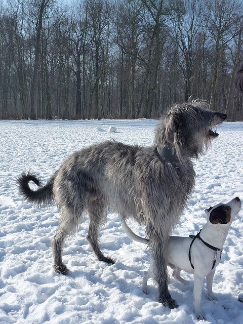 sottish deerhound phot | Recent Photos The Commons Getty Collection Galleries World Map App ...