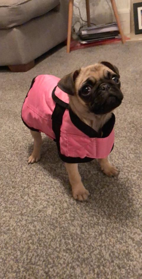 Pin On Waterproof Dog Coats By Weepet