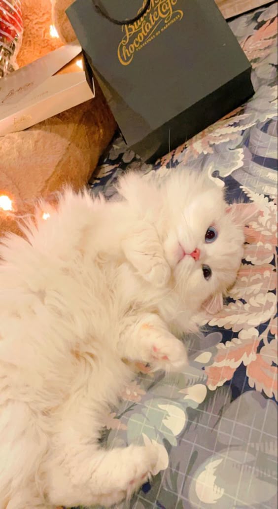 dp-cute-cat
