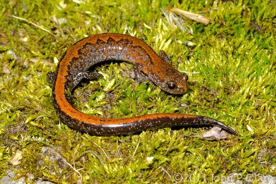 salamanders in indiana