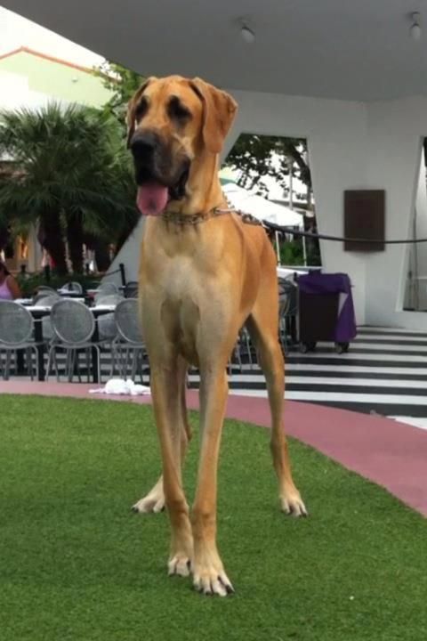 Tall Dark And Handsome Great Dane Greatdanes