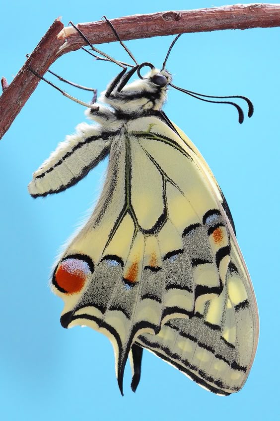 Old World Swallowtail Butterfly (Papilio machaon) - Photographer Laura Lago Fernandez