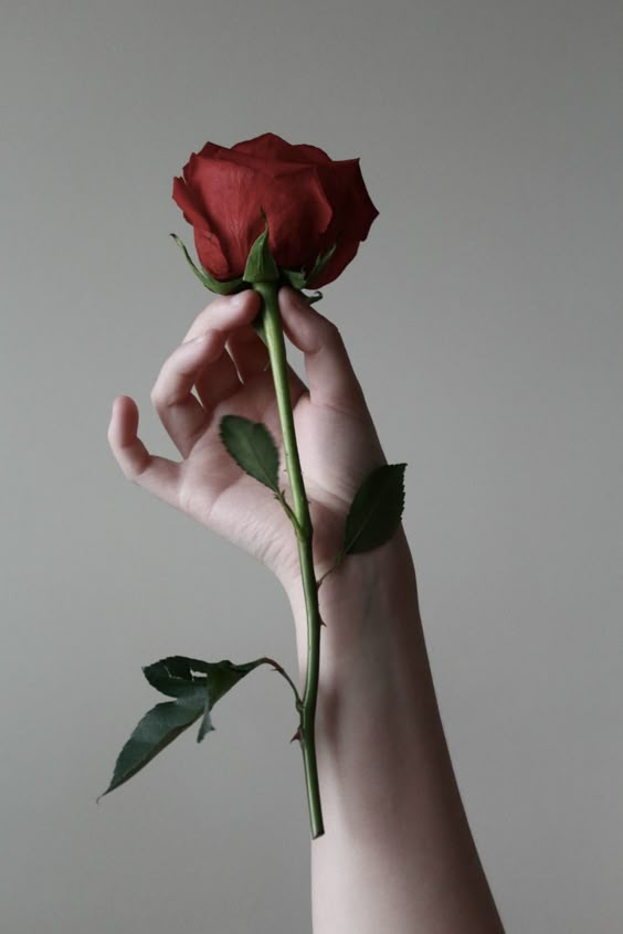 Rose: How To Channel the Fierce Beauty of Rose | Growing Up Herbal