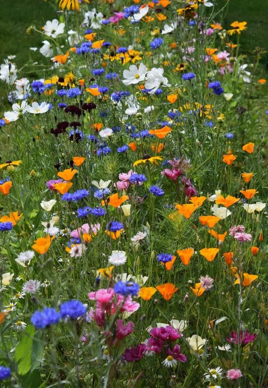Late Summer & Early Autumn Sowing Of Hardy Annual Flower Seeds. – Higgledy Garden