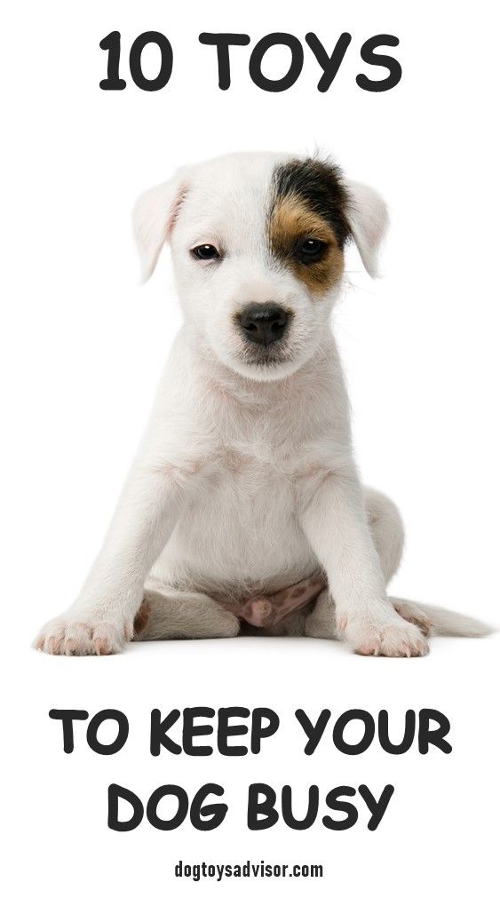 Bored Dog Keep Your Dog Busy While At Work With One Of These 10