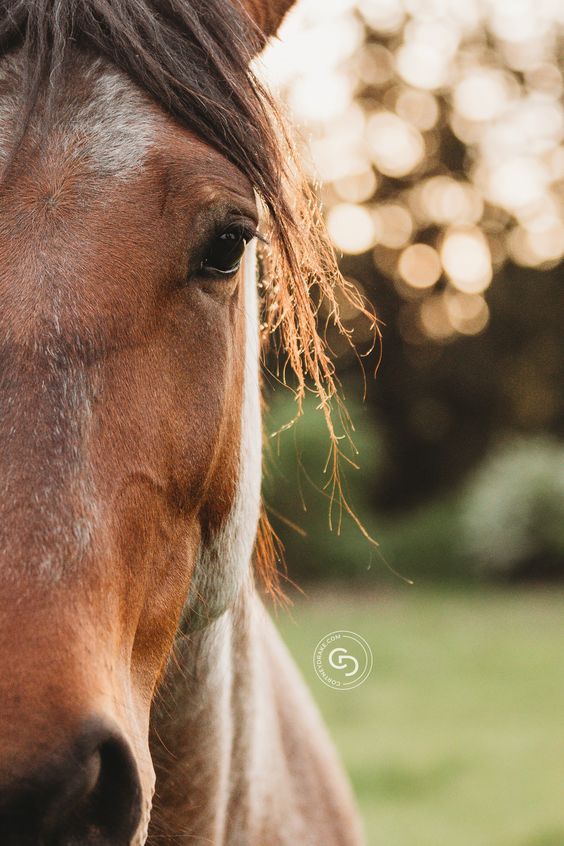 In the Eyes of a Mustang
