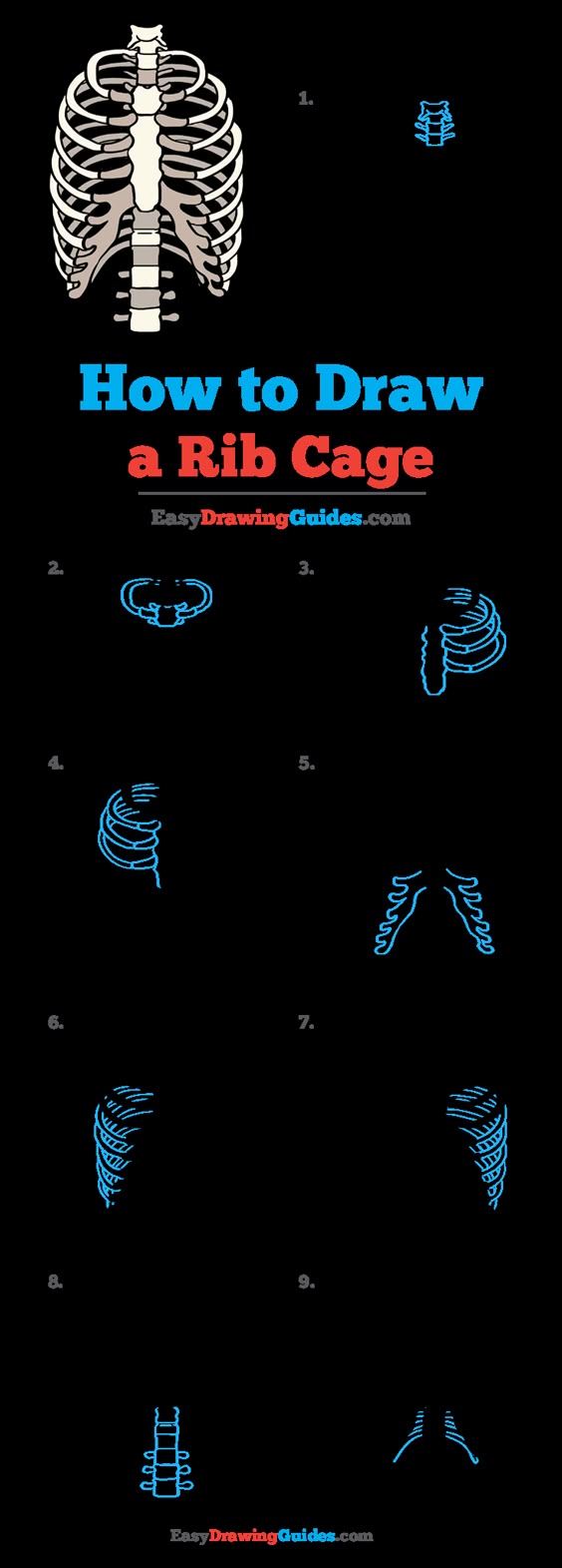 How to Draw a Rib Cage - Really Easy Drawing Tutorial
