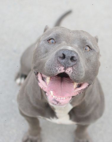 Pin On Pit Bull