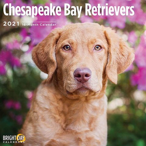 paraziti de chesapeake 2021