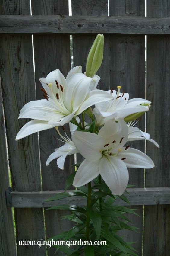 July Flower Garden Tour - Gingham Gardens