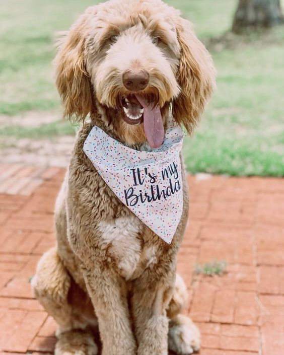 Party Stars Birthday Pup Dog Bandana Pet Bandana Rainbow Over the Collar Balloons Celebration Cat Bandana| Dog Scarf