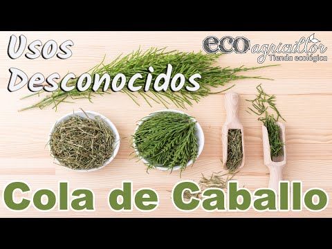 Pin En Cola De Caballo
