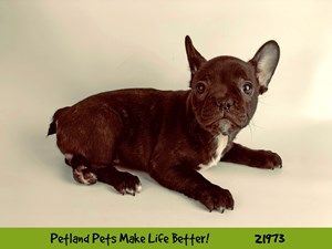Dogs And Puppies For Sale Petland Naperville Illinois Puppies