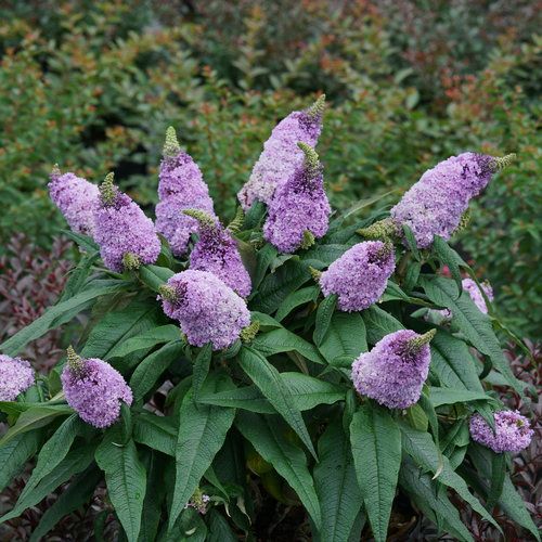 Pugster Amethyst Butterfly Bush Buddleia X Butterfly Bush
