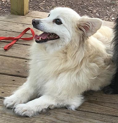 Savannah Ga Pomeranian Meet Polar Bear A Dog For Adoption