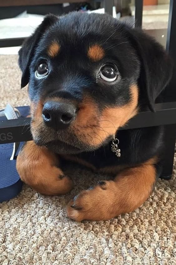 a puppy looking innocent