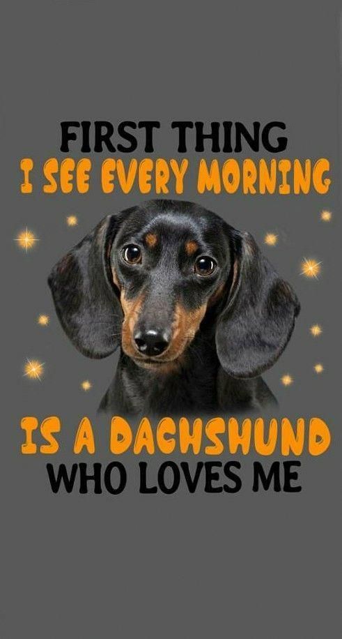 Dachshund Miniature Dachshund Dachshund Art Puppy Humor Puppies