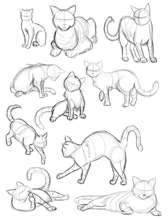 15 Easy Cat Drawing Ideas and Tutorials for Everyone - Beautiful Dawn Designs