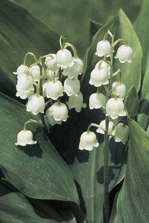 What Your Birth Flower Says About Your Personality